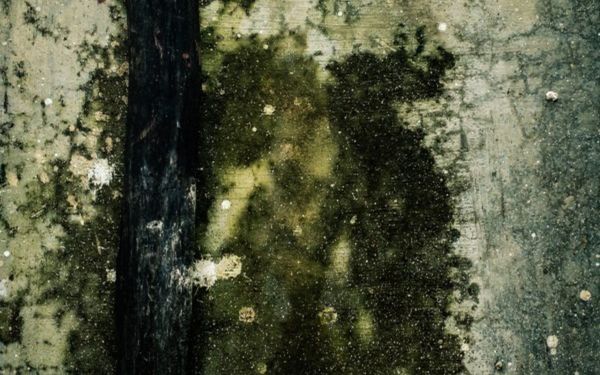 Do you have mould in the roof cavity?